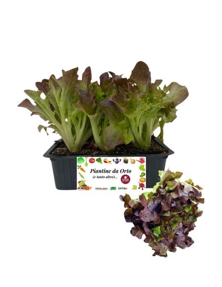 Lattuga Foglia di Quercia Rossa 9 Piantine