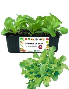 Lattuga Foglia di Quercia Verde pack da 9  Piantine
