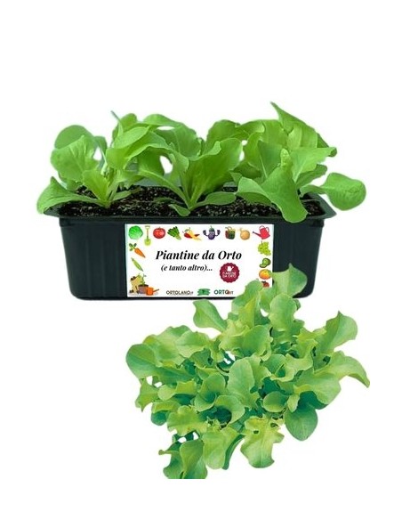 Lattuga Foglia di Quercia Verde pack da 9  Piantine