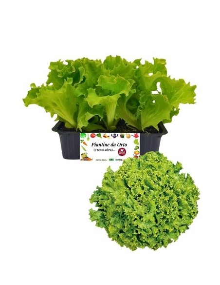 Lattuga Gentile pack da 9 Piantine