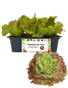 Lattuga Gentile Rossa pack da 9 Piantine
