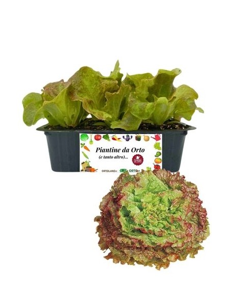 Lattuga Gentile Rossa pack da 9 Piantine
