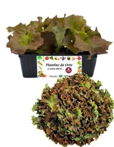 Lattuga Lollo Rossa pack da 9 Piantine