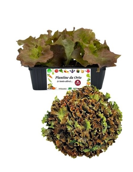 Lattuga Lollo Rossa pack da 9 Piantine