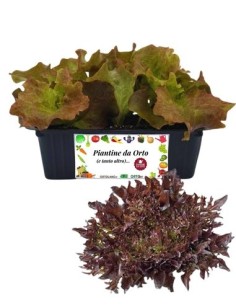 Lattuga Multifoglia Rossa pack da 9 Piantine