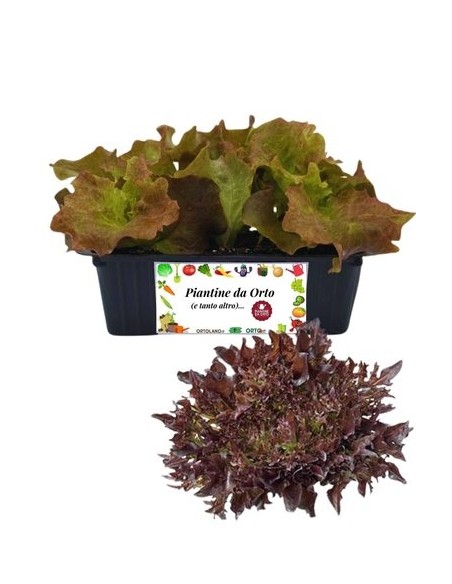 Lattuga Multifoglia Rossa pack da 9 Piantine
