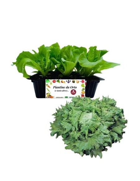 Lattuga Regina dei Ghiacci pack da 9 Piantine
