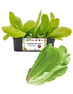 Lattuga Romana pack da 9 Piantine
