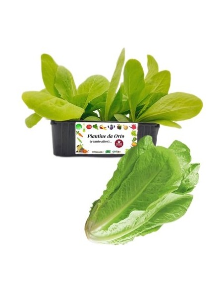 Lattuga Romana pack da 9 Piantine