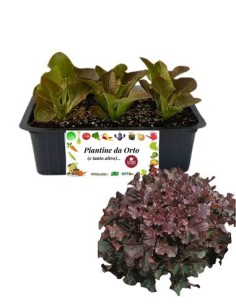 Lattuga Rossa pack da 9 Piantine
