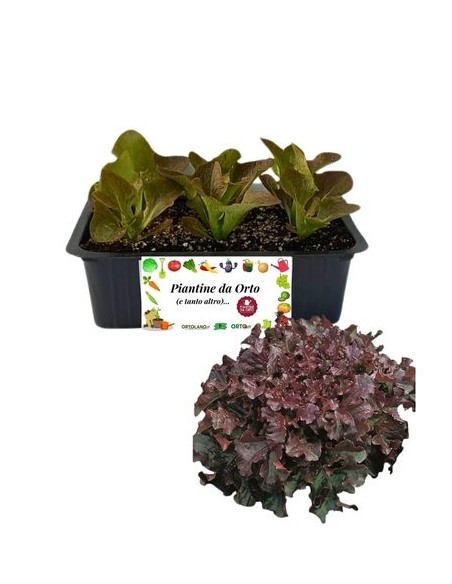 Lattuga Rossa pack da 9 Piantine
