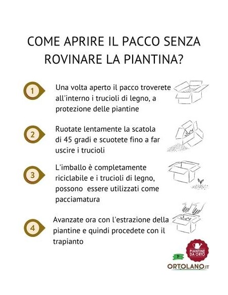 Lattuga Rossa pack da 9 Piantine