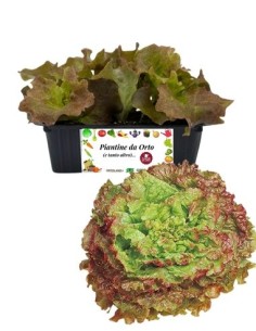 Lattuga Trentina pack da 9 Piantine