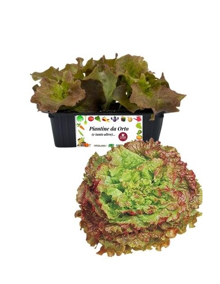 Lattuga Trentina pack da 9 Piantine