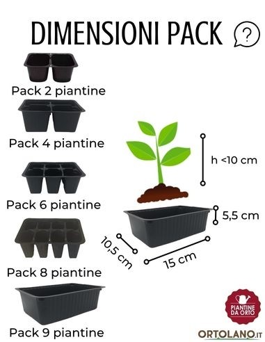 Lattuga Trentina pack da 9 Piantine