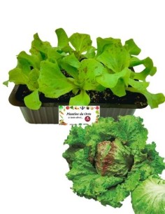 Lattuga Unicum pack da 9 Piantine