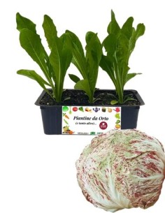 Radicchio Adria Tardivo pack da 9 piantine 