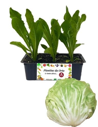 Radicchio Bianco Tardivo 9 Piantine