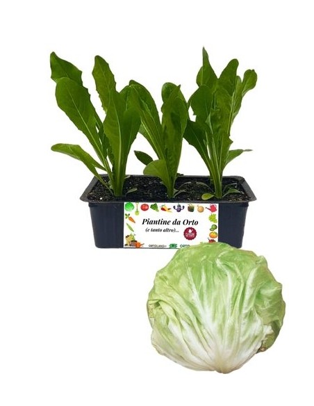 Radicchio Bianco Tardivo pack da 9 Piantine