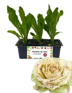 Radicchio Castelfranco Tardivo pack da 9 Piantine