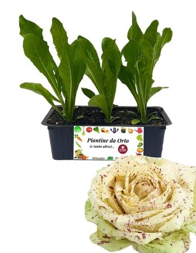 Radicchio Castelfranco Tardivo Packung mit 9...