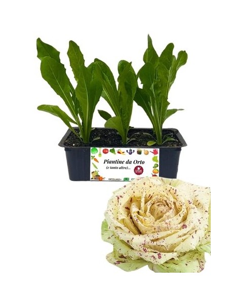 Radicchio Castelfranco Tardivo Packung mit 9 Pflanzen