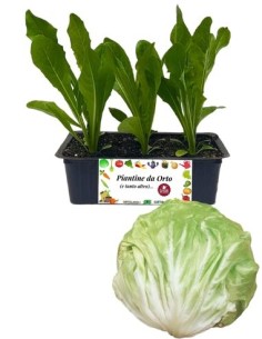 Radicchio Giallo Tardivo pack da 9 Piantine