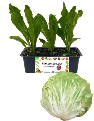 Später gelber Radicchio, 9er-Samenpackung