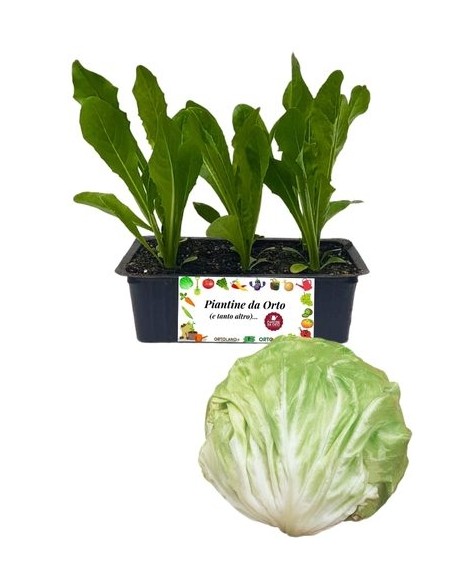 Später gelber Radicchio, 9er-Samenpackung