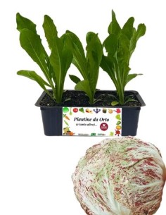 Radicchio Lusia pack da 9 Piantine