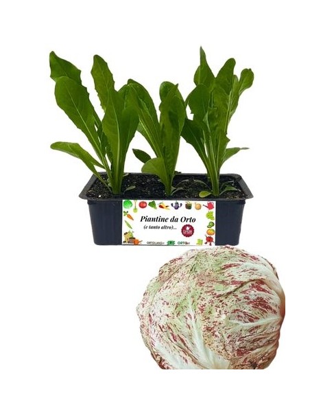 Radicchio Lusia pack da 9 Piantine