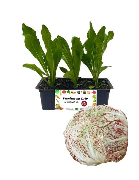 Radicchio Lusia Tardivo pack da 9 Piantine