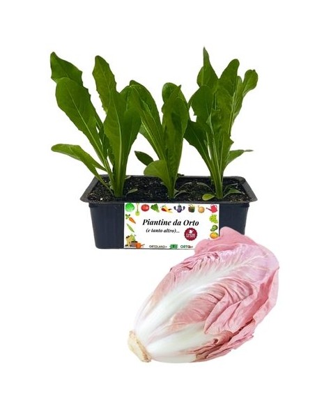 Radicchio Rosa Mantovano pack da 9 Piantine