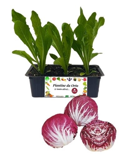 Mittelfrüher Chioggia Radicchio, 9er-Packung