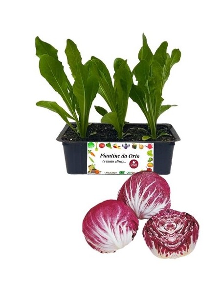 Mittelfrüher Chioggia Radicchio, 9er-Packung