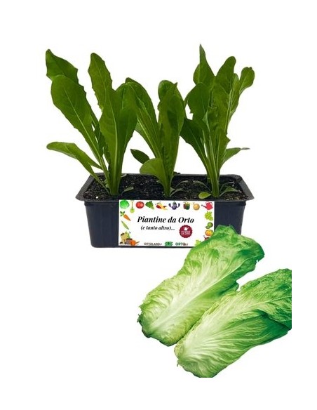 Radicchio Pan di Zucchero pack da 9 Piantine