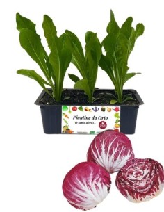Radicchio Chioggia Precoce pack da 9 Piantine
