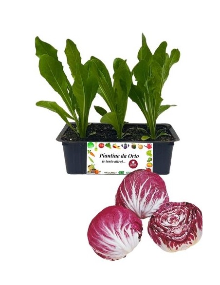 Radicchio Chioggia Precoce pack da 9 Piantine