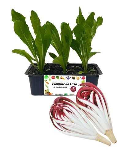 Treviso Radicchio da Acqua, Packung mit 9 Samen