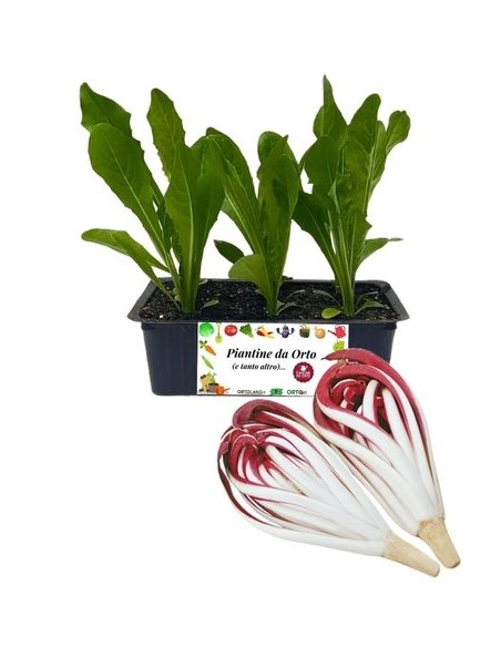 Treviso Radicchio da Acqua, Packung mit 9 Samen