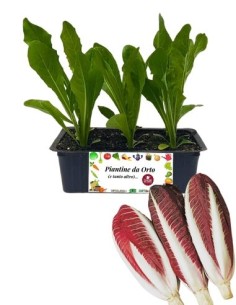 Radicchio Treviso Tardivo pack da 9 piantine