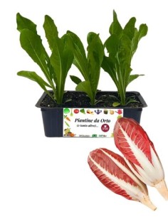 Radicchio Treviso pack da 9 Piantine