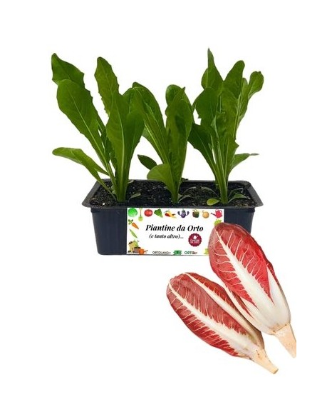 Radicchio Treviso pack da 9 Piantine