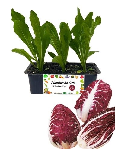 Radicchio Verona Costa Rossa, 9er-Packung