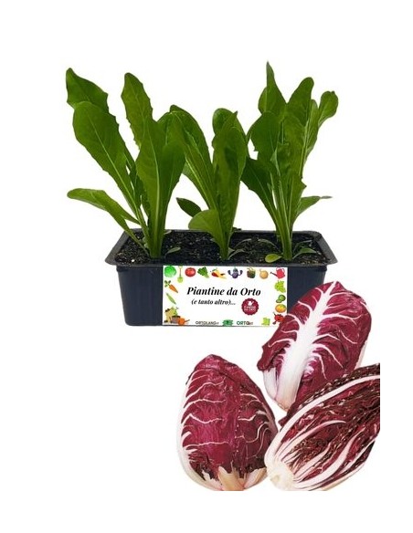 Radicchio Verona Costa Rossa pack da 9 Piantine