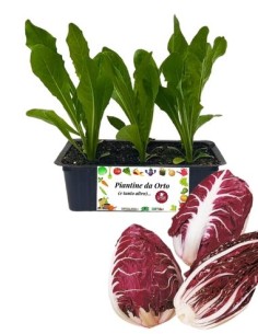 Radicchio Verona pack da 9 Piantine