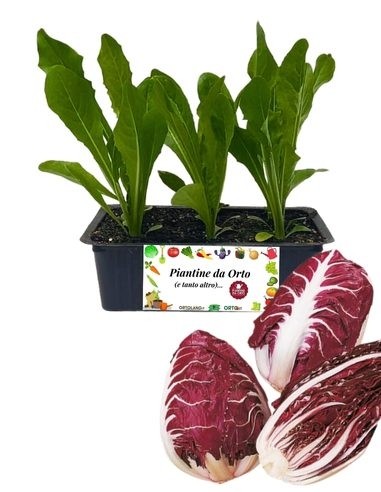 Radicchio Verona pack da 8 Piantine
