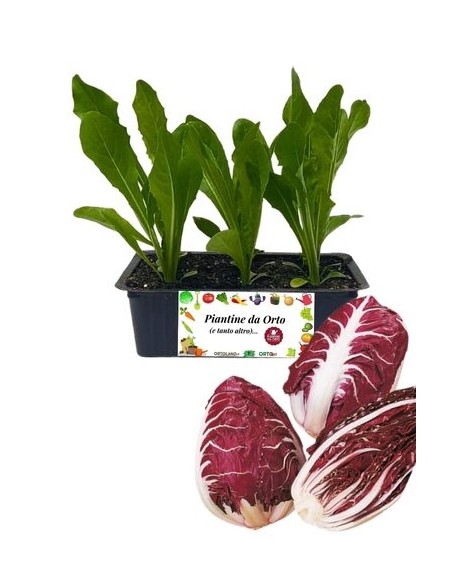 Radicchio Verona pack da 9 Piantine