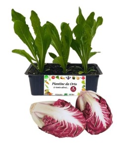 Später Radicchio Verona, 9er-Packung