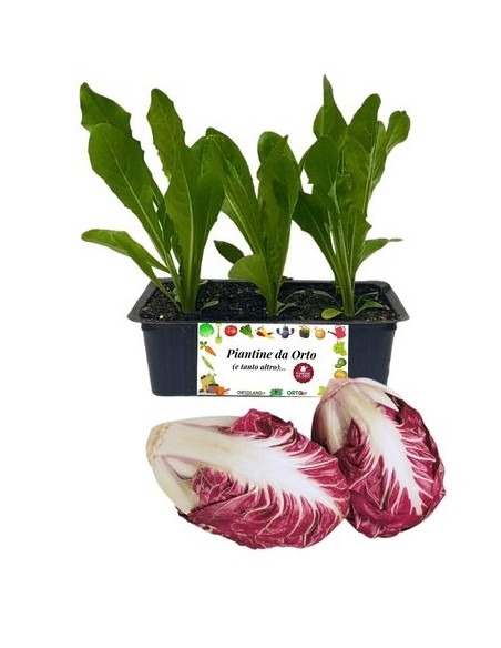 Radicchio Verona Tardivo pack da 9 Piantine